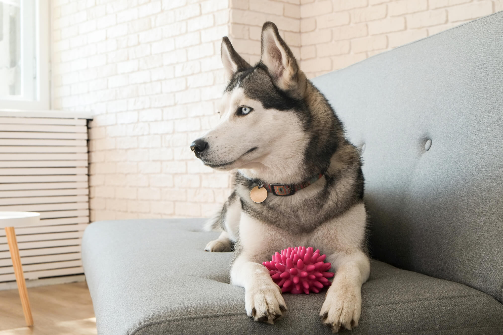 ハスキーは飼うのが難しい？「後悔」につながる理由と飼育のポイント
